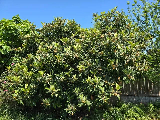 a backyard of a house with lots of green tree