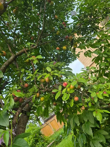 a green plant with lots of plants