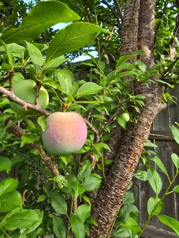 $421,000 | 24642 Cornell Park Lane, Katy, TX 77494