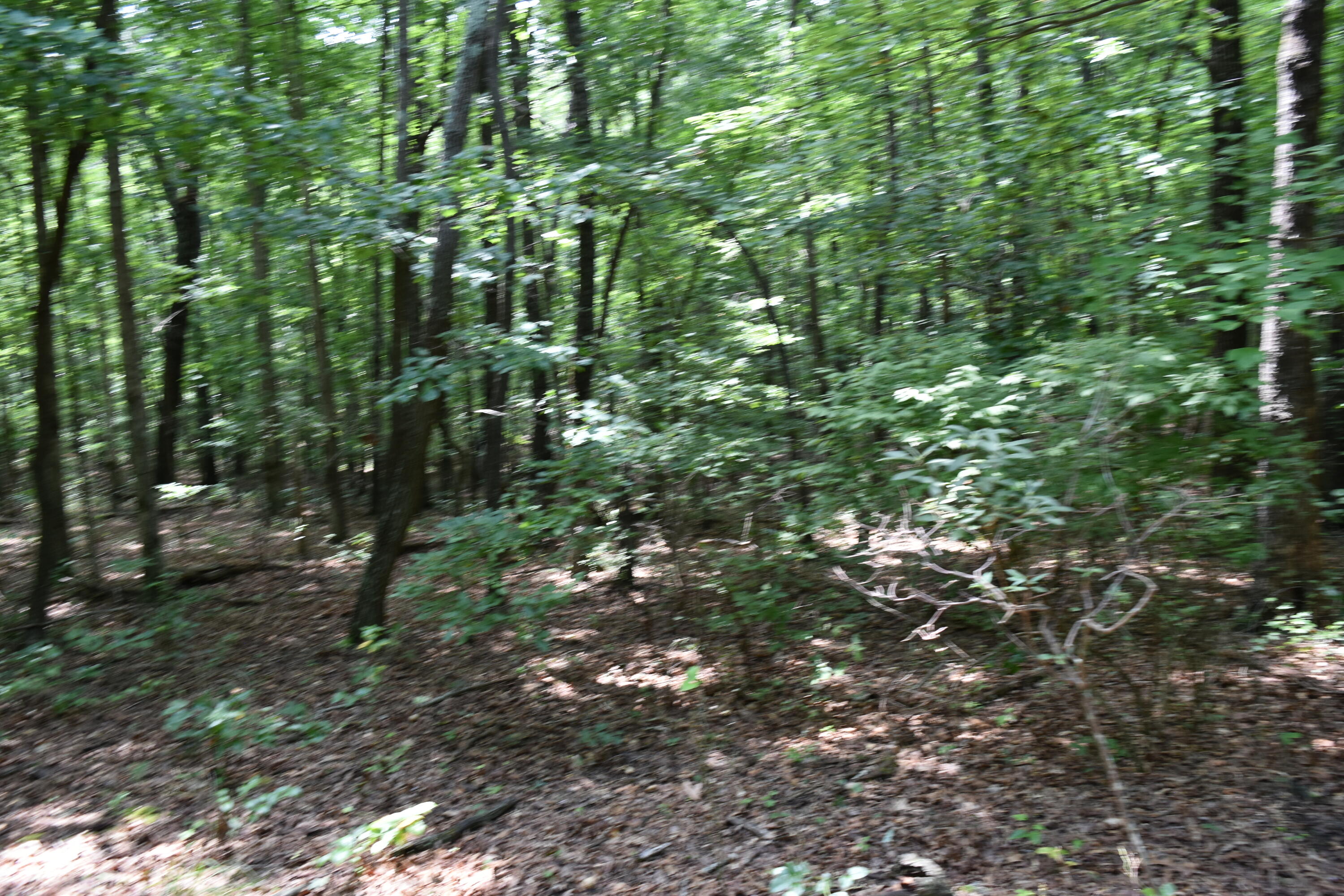 0 Deepwoods Road, Unit LOT 8 COOLEYS RIFT Sewanee, TN 37375 - Photo 6 of 23 DSC_0109