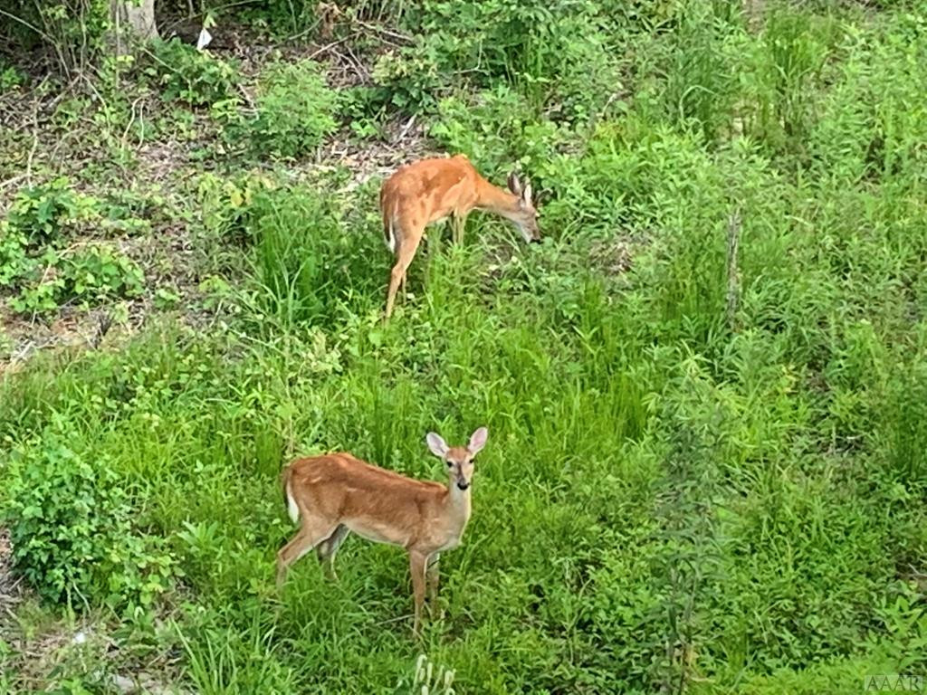 801 Batts Island Road Edenton, NC 27932 - Photo 19 of 23