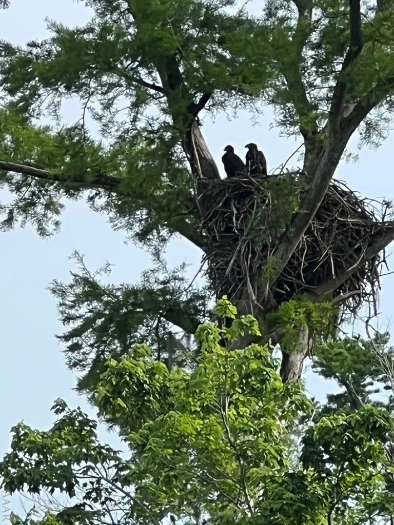 801 Batts Island Road Edenton, NC 27932 - Photo 10 of 23