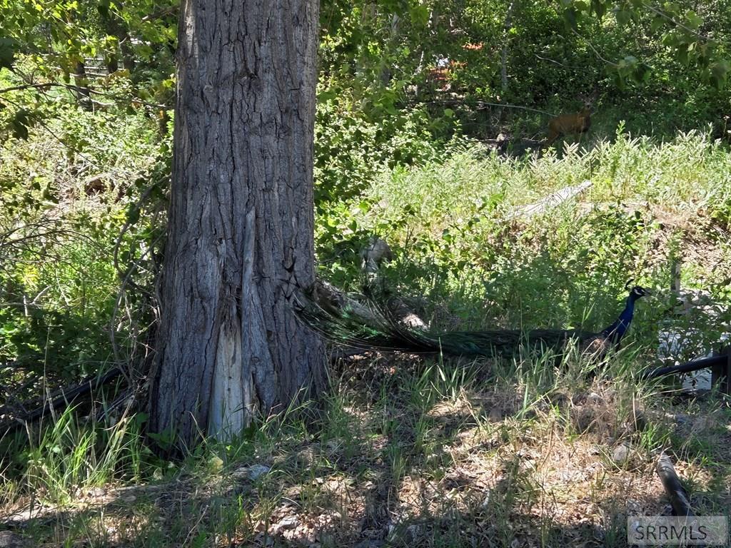 101 Lake Creek Road Salmon, ID 83467 - Photo 66 of 68