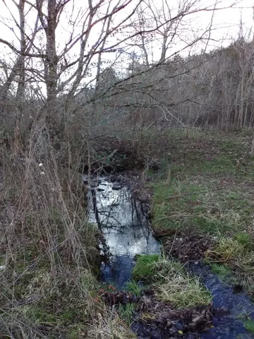 a view of a forest filled with trees