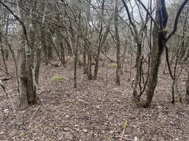 a view of a trees with a yard