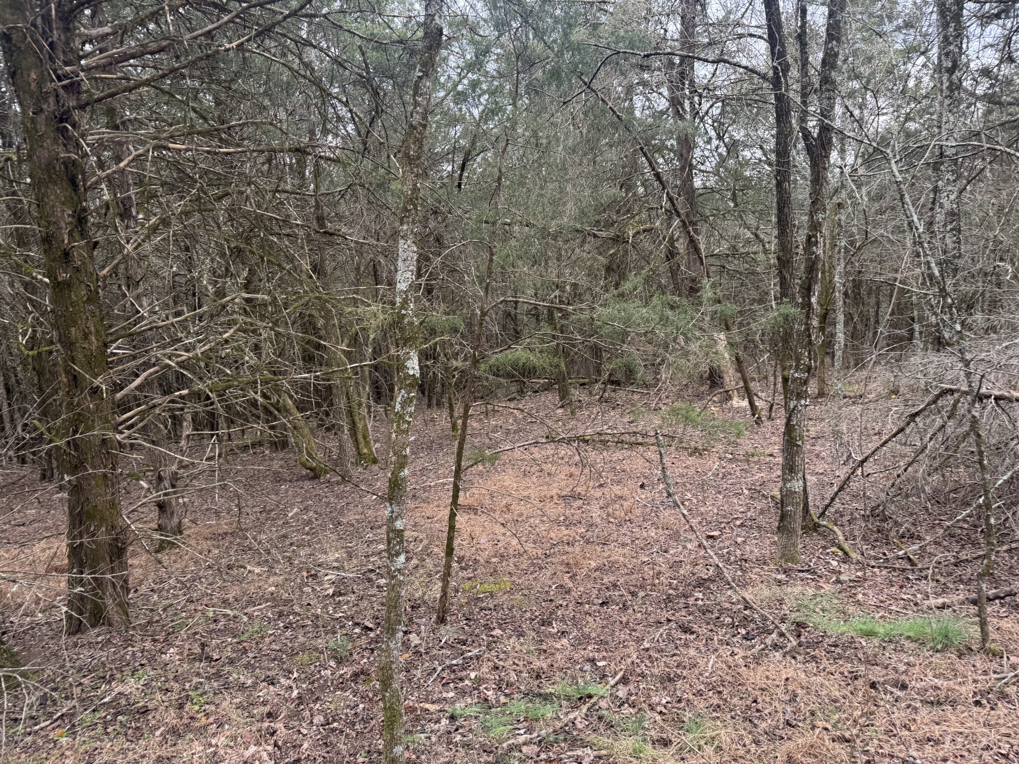 0 Wells Hollow Road Petersburg, TN 37144 - Photo 17 of 48 a view of a forest with trees in the background
