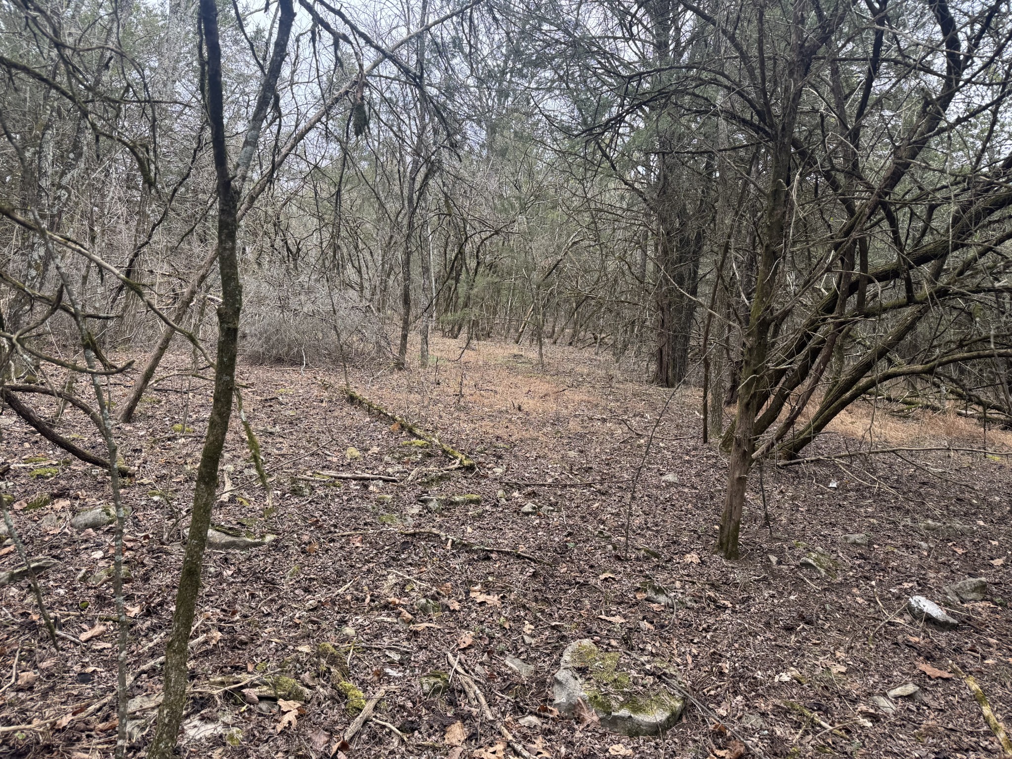 0 Wells Hollow Road Petersburg, TN 37144 - Photo 19 of 48 a view of a yard with trees