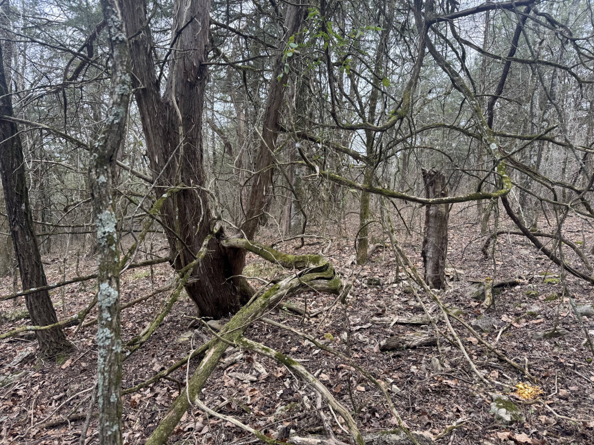 0 Wells Hollow Road Petersburg, TN 37144 - Photo 20 of 48 a view of a yard