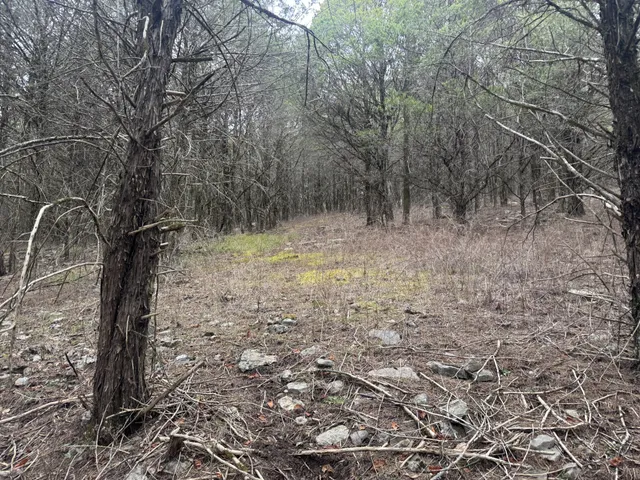 a view of a forest with trees in the background