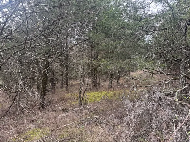 a view of a yard with large trees