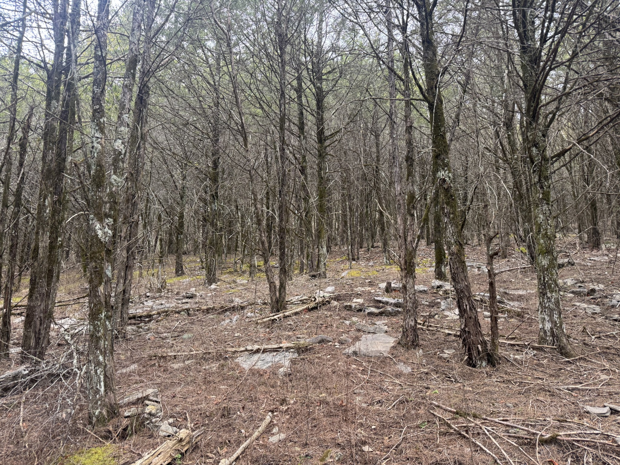 0 Wells Hollow Road Petersburg, TN 37144 - Photo 24 of 48 a backyard of a house with lots of green space