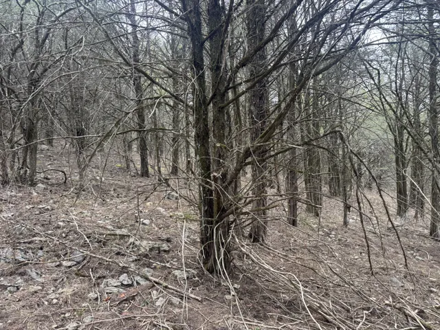 a view of a yard with trees