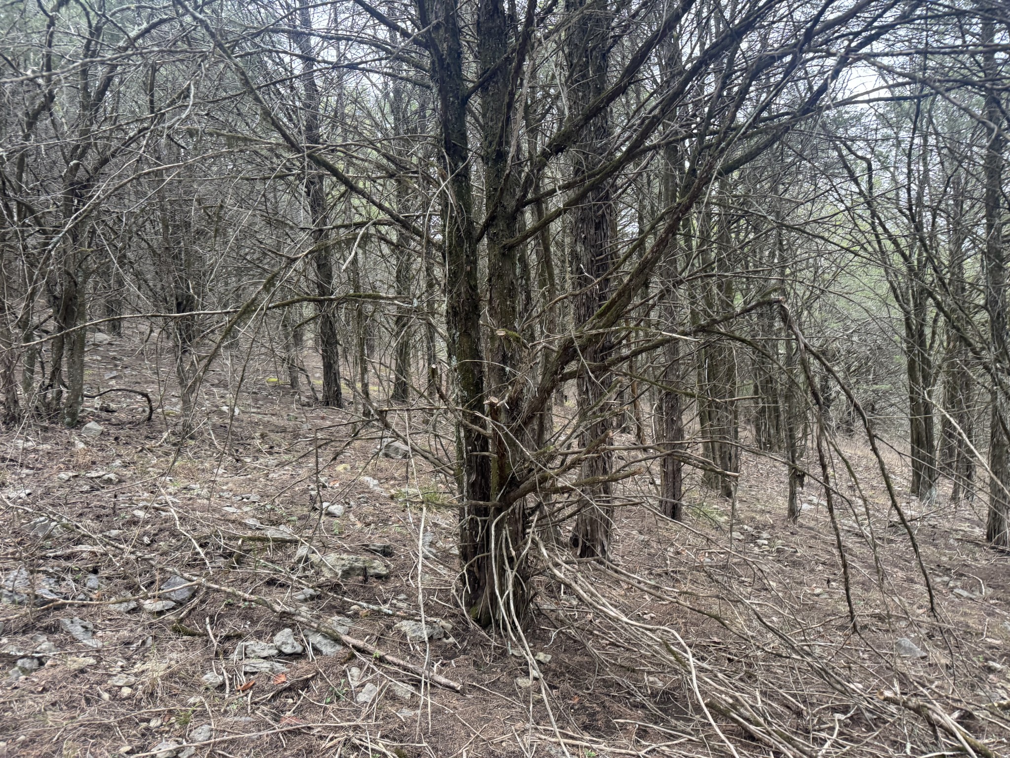 0 Wells Hollow Road Petersburg, TN 37144 - Photo 25 of 48 a view of a yard with trees