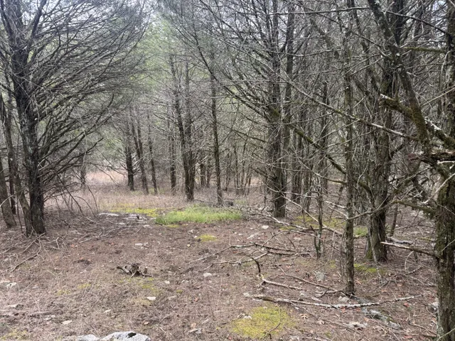 a view of a forest filled with trees