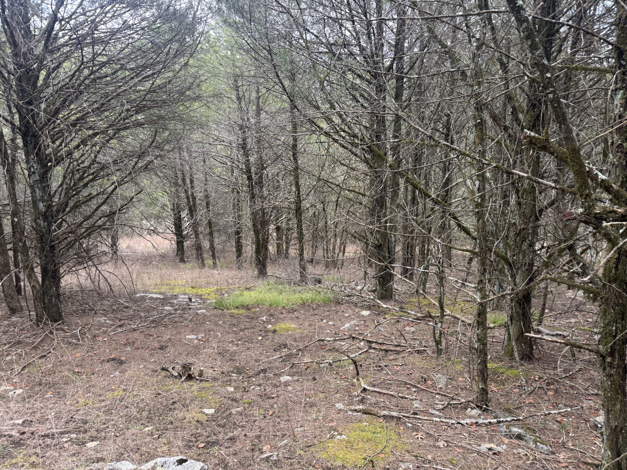0 Wells Hollow Road Petersburg, TN 37144 - Photo 26 of 48 a view of house with trees in the background