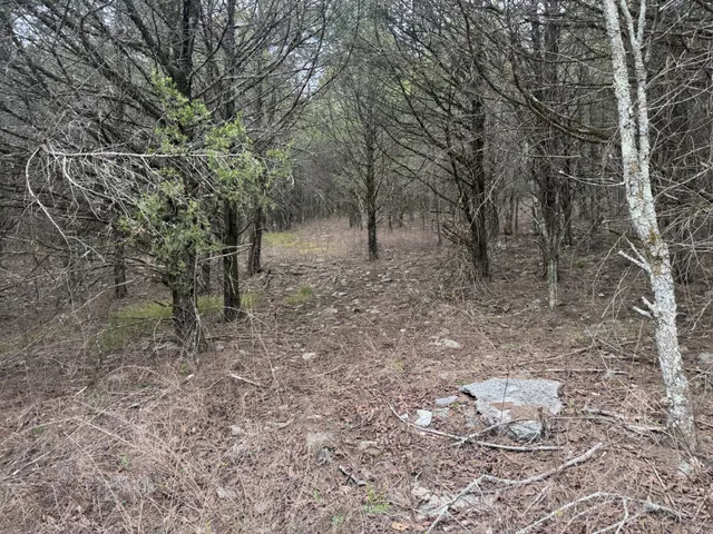a view of a forest filled with trees