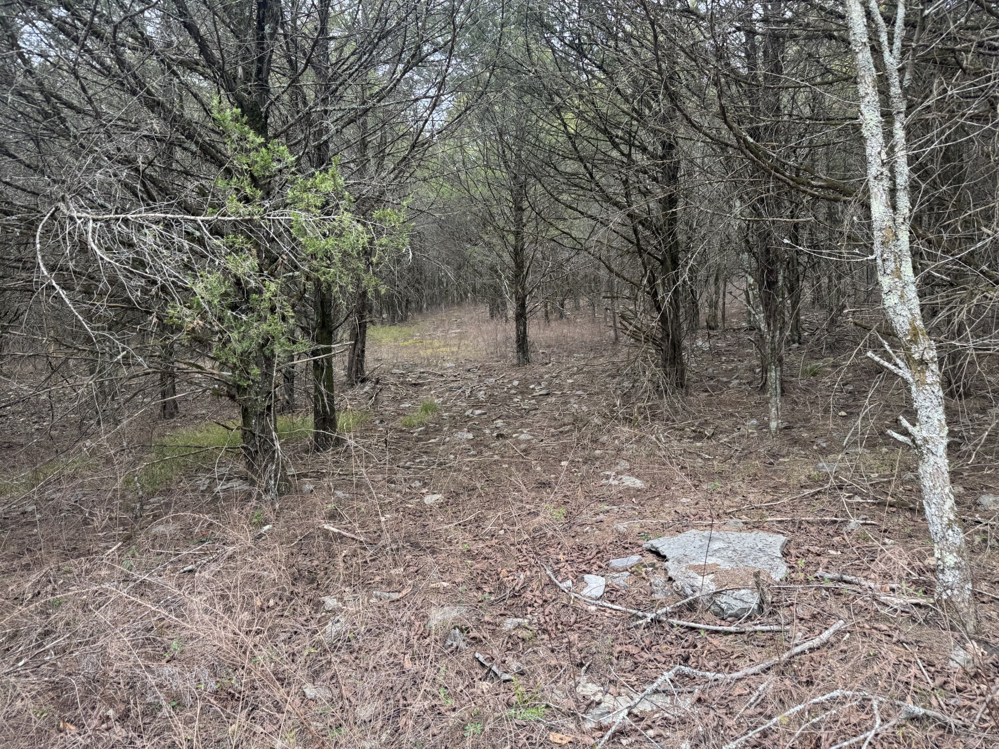 0 Wells Hollow Road Petersburg, TN 37144 - Photo 27 of 48 a view of a forest with trees in the background