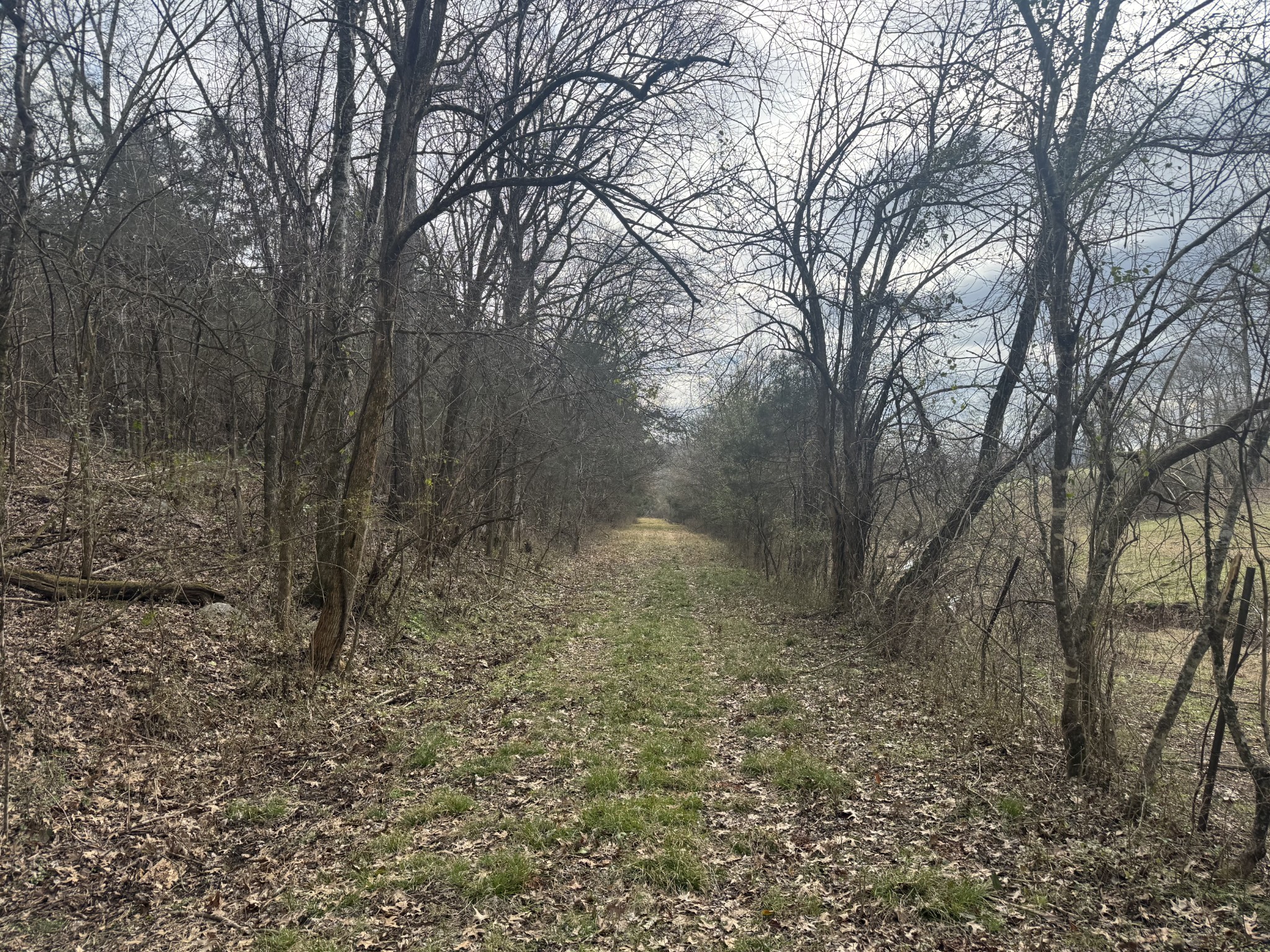 0 Wells Hollow Road Petersburg, TN 37144 - Photo 28 of 48 a view of a yard with large trees