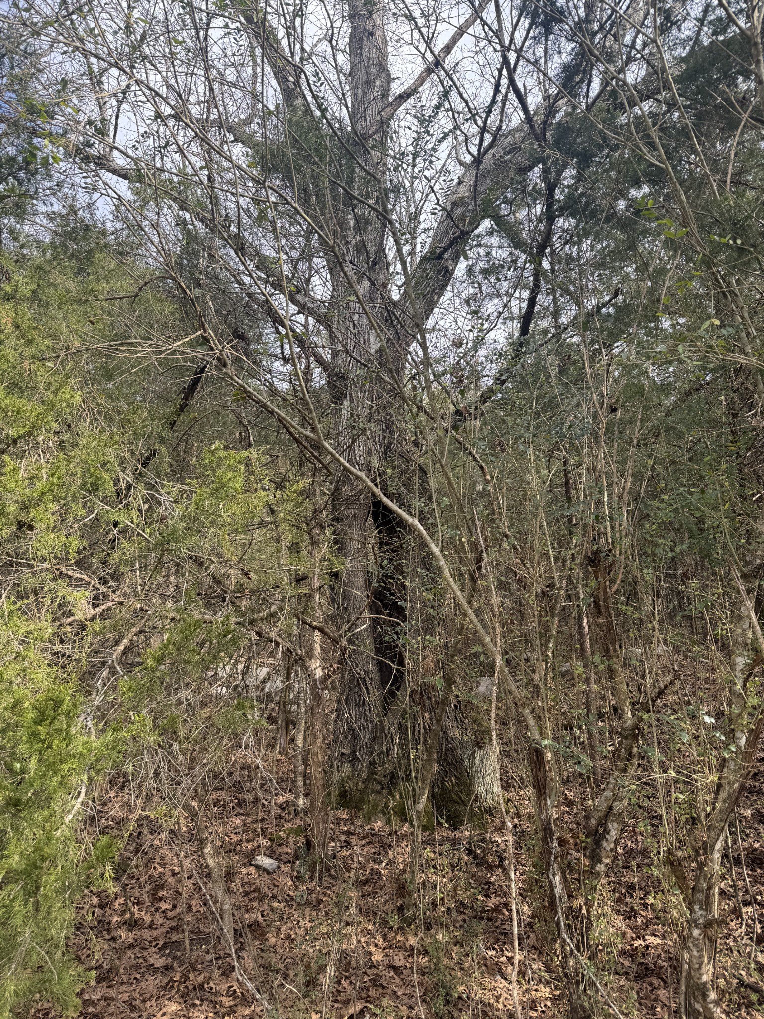 0 Wells Hollow Road Petersburg, TN 37144 - Photo 30 of 48 a view of a yard with a tree