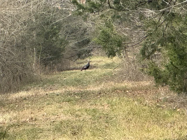 a view of a backyard of the house