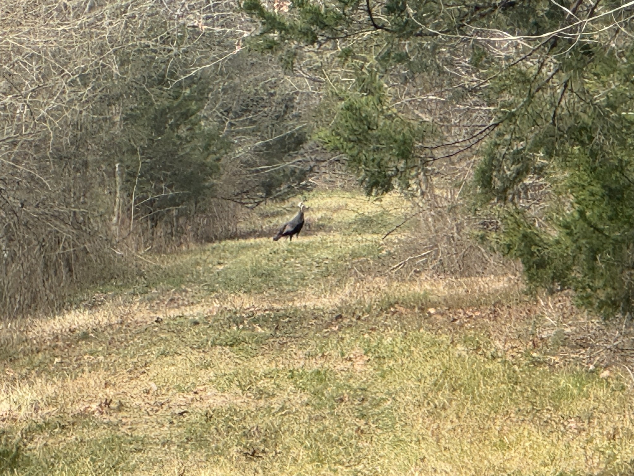 0 Wells Hollow Road Petersburg, TN 37144 - Photo 31 of 48 a view of a yard with trees