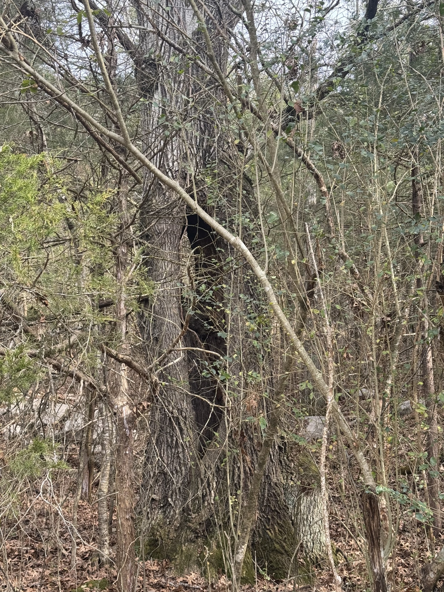 0 Wells Hollow Road Petersburg, TN 37144 - Photo 32 of 48