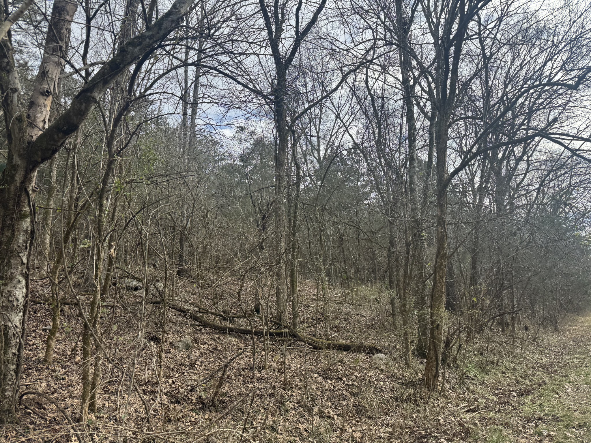 0 Wells Hollow Road Petersburg, TN 37144 - Photo 33 of 48 a view of a forest filled with trees
