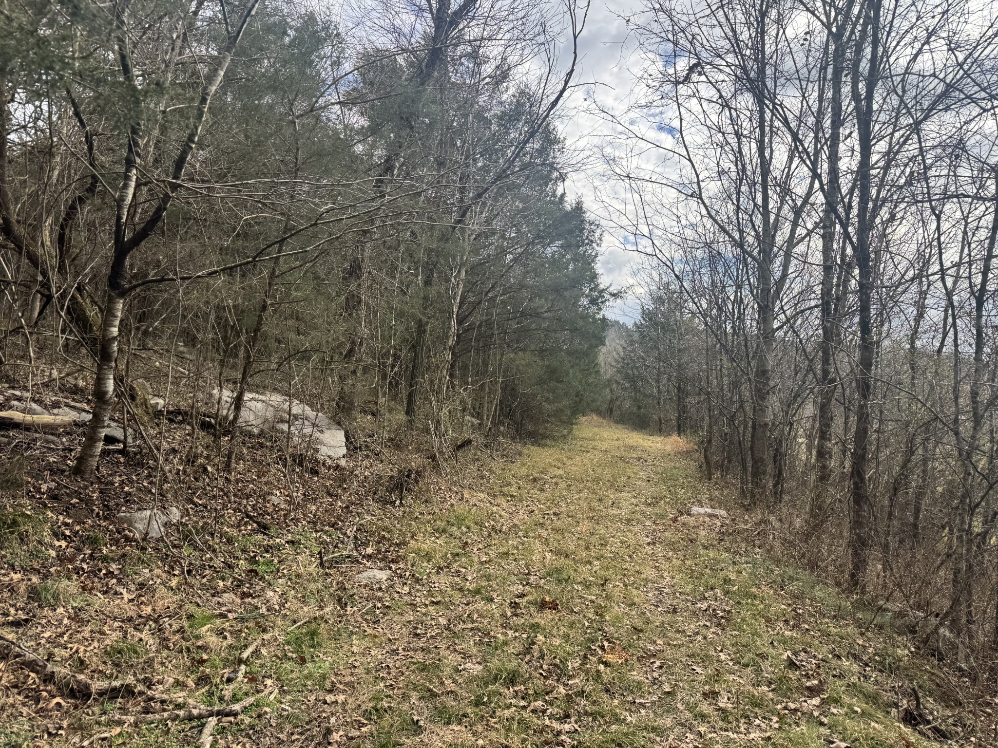 0 Wells Hollow Road Petersburg, TN 37144 - Photo 34 of 48 a view of a forest filled with trees