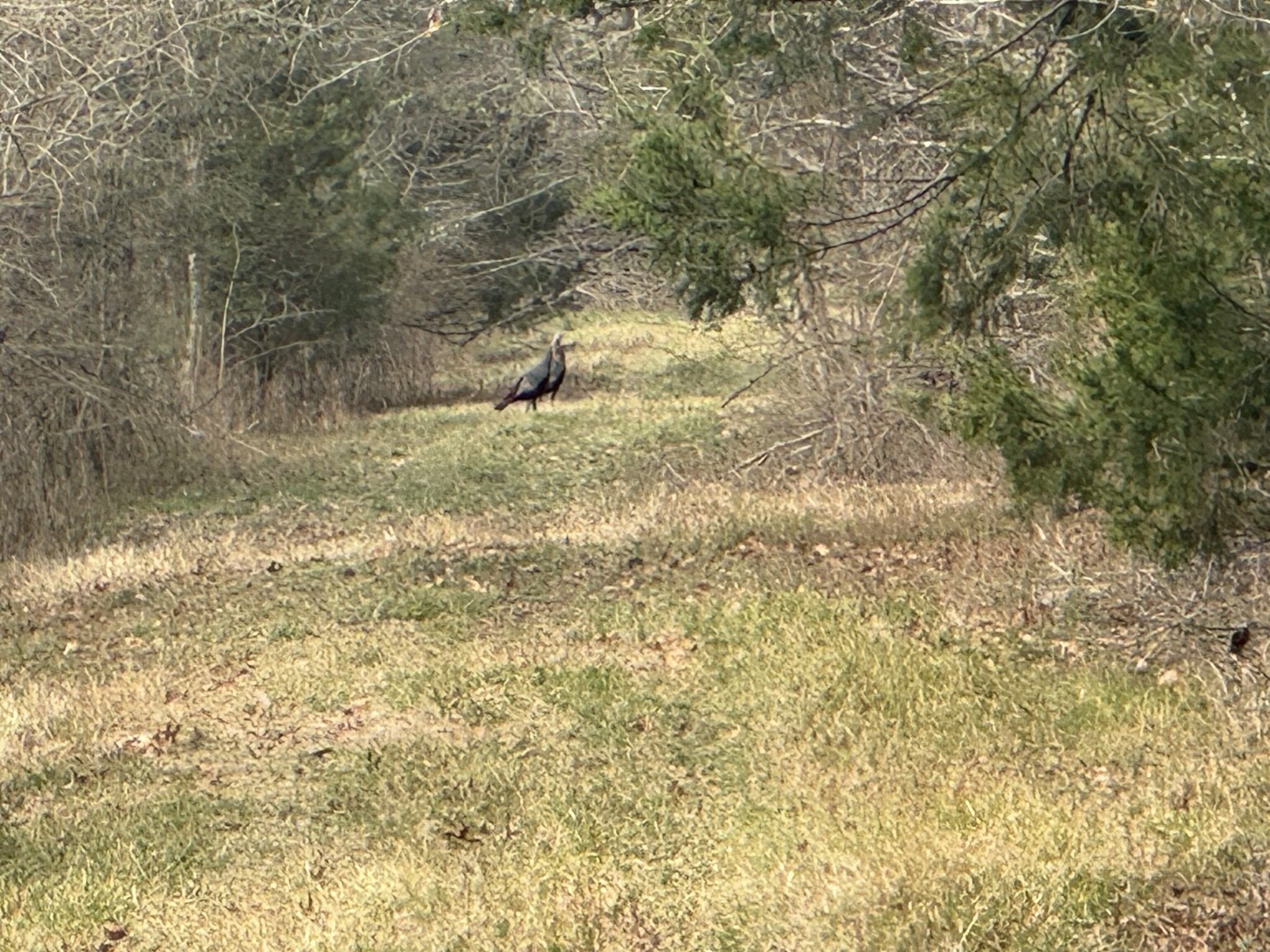 0 Wells Hollow Road Petersburg, TN 37144 - Photo 37 of 48 a view of a small yard