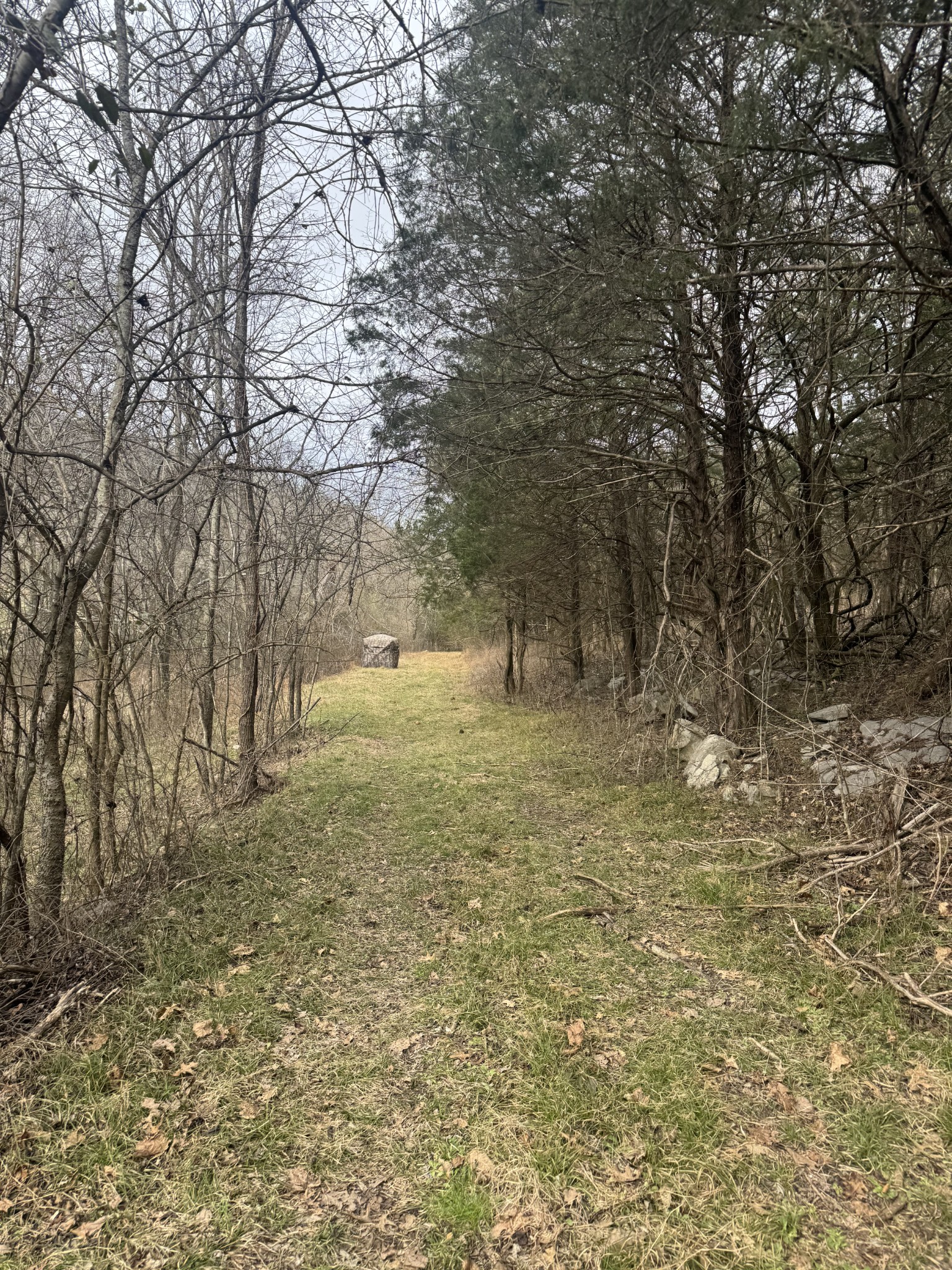 0 Wells Hollow Road Petersburg, TN 37144 - Photo 38 of 48 a view of a yard with trees