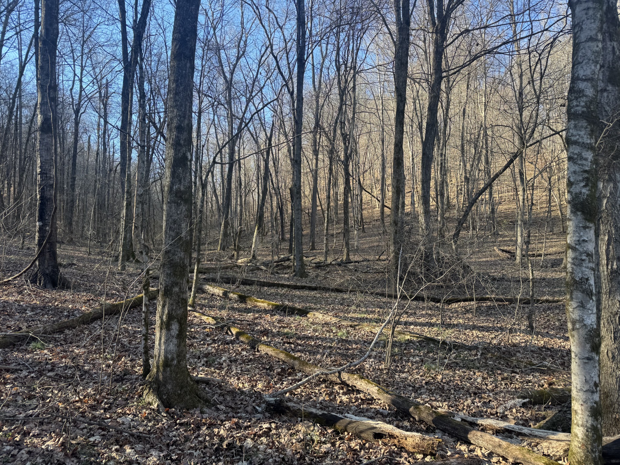 0 Wells Hollow Road Petersburg, TN 37144 - Photo 39 of 48 a view of a backyard of the house