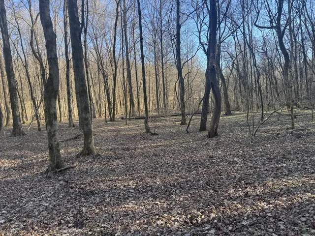 a view of yard with trees