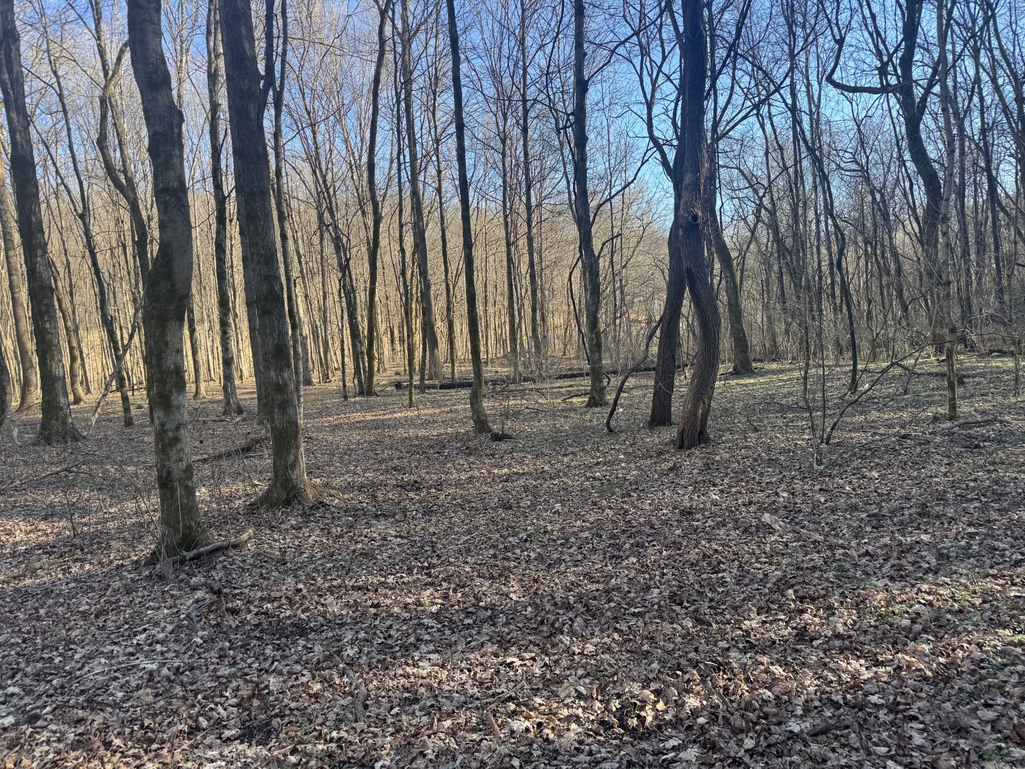 0 Wells Hollow Road Petersburg, TN 37144 - Photo 40 of 48 a backyard of a house with lots of green space