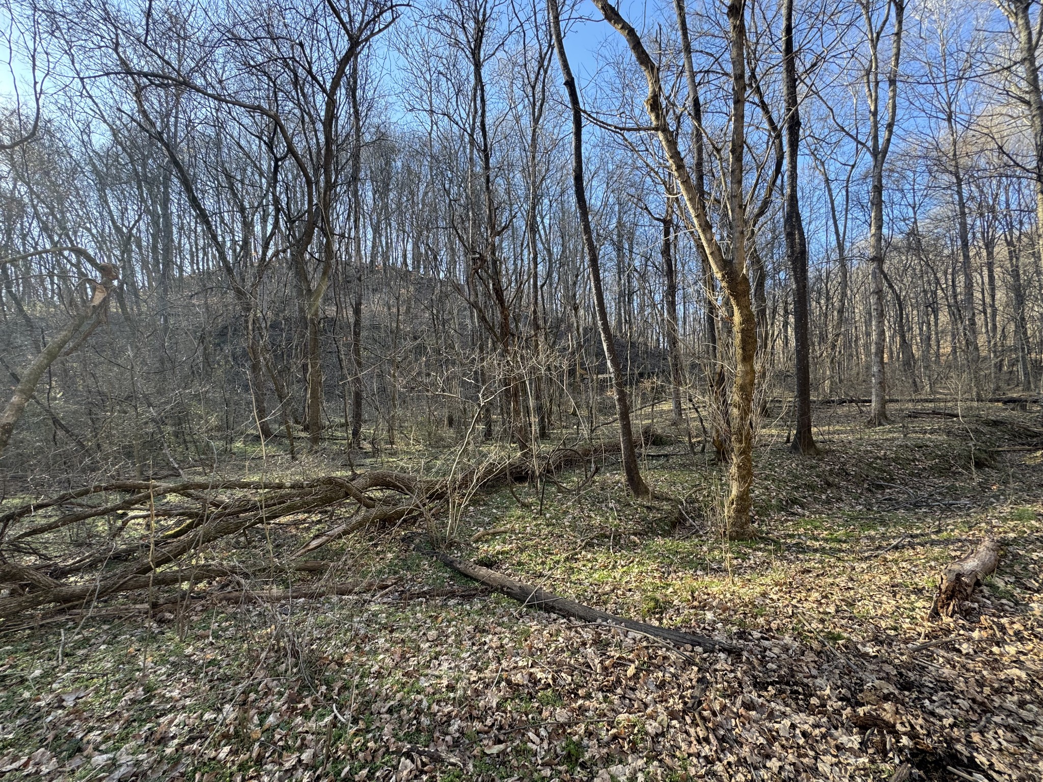 0 Wells Hollow Road Petersburg, TN 37144 - Photo 42 of 48 a backyard of a house with lots of green space