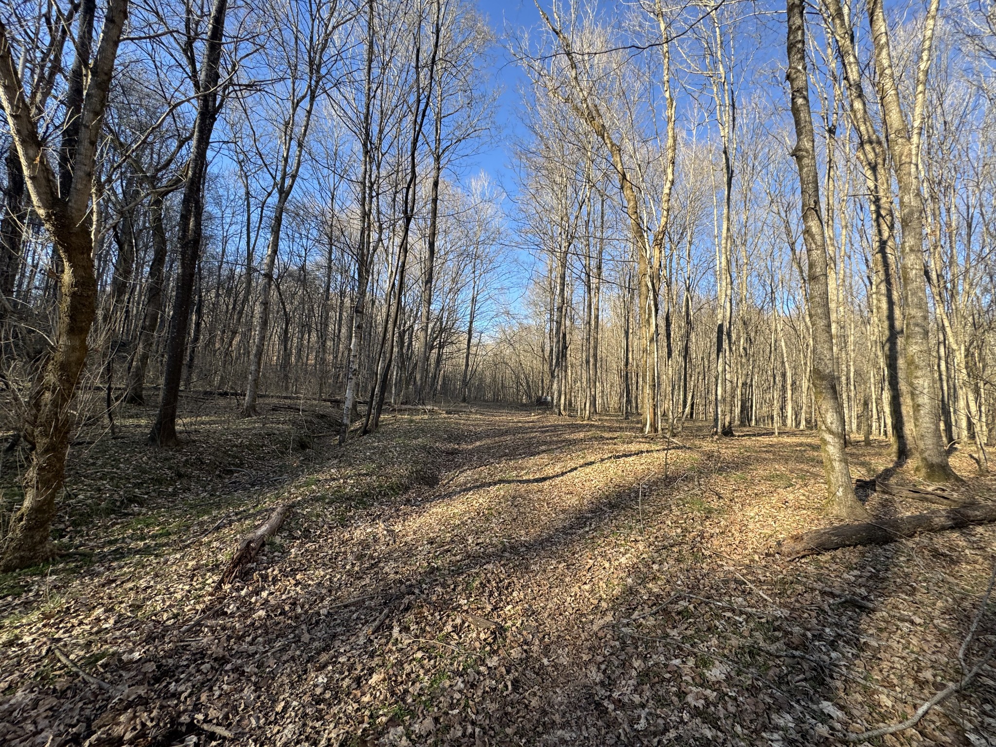 0 Wells Hollow Road Petersburg, TN 37144 - Photo 43 of 48 a view of a backyard of the house