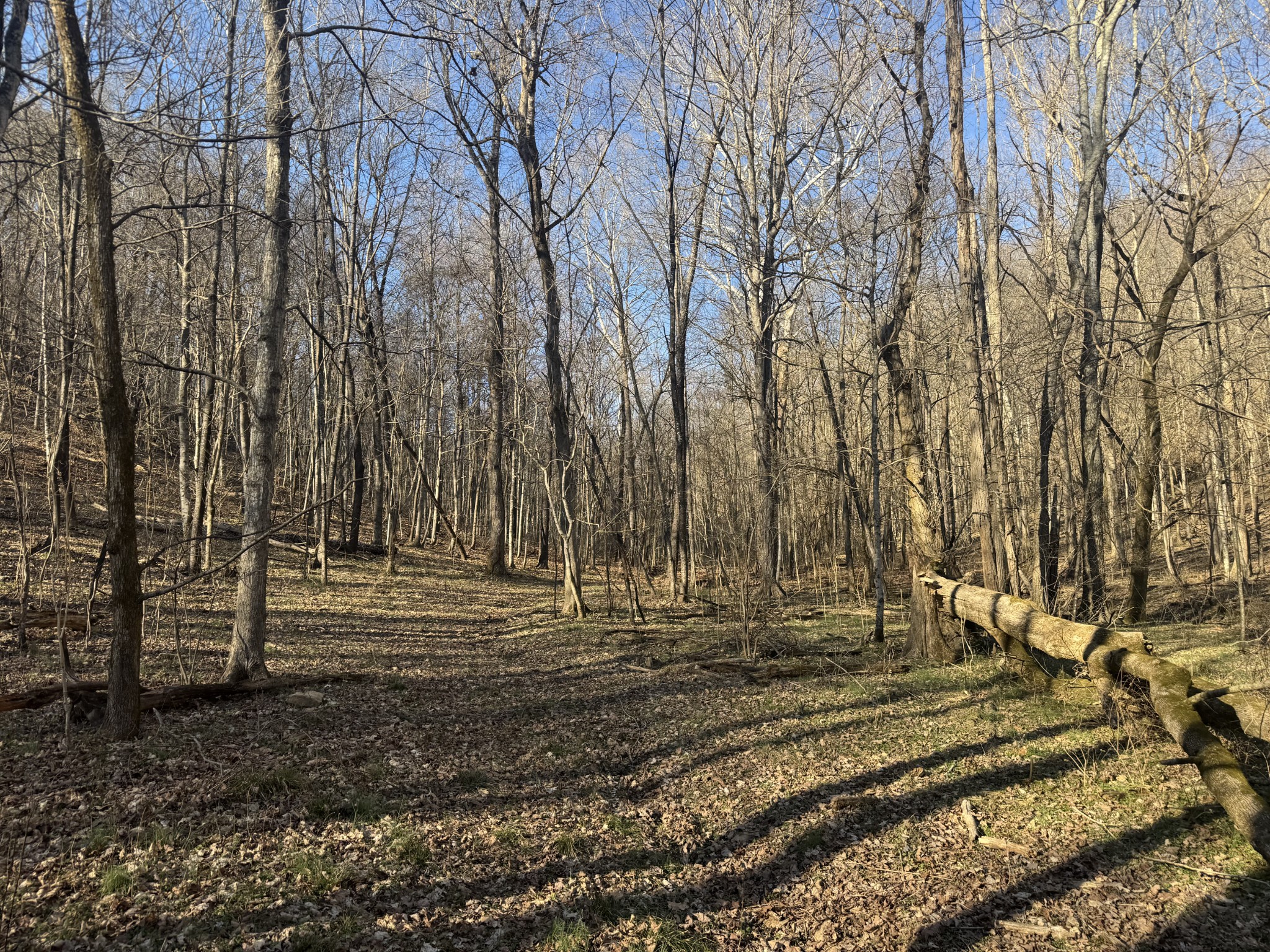 0 Wells Hollow Road Petersburg, TN 37144 - Photo 48 of 48 a view of yard with trees