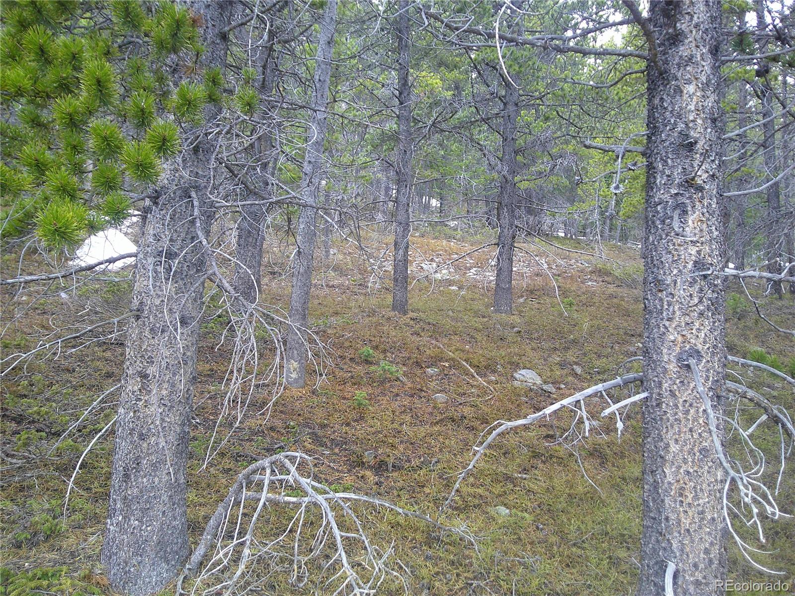 Lot 417 Glory Hole Road Idaho Springs, CO 80452 - Photo 2 of 5 a backyard with large trees