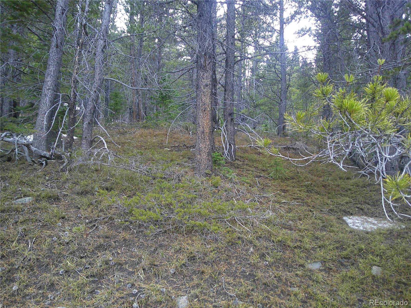 Lot 417 Glory Hole Road Idaho Springs, CO 80452 - Photo 3 of 5 a backyard of a house with lots of green space