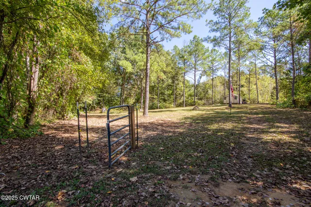 a view of a trees with a yard