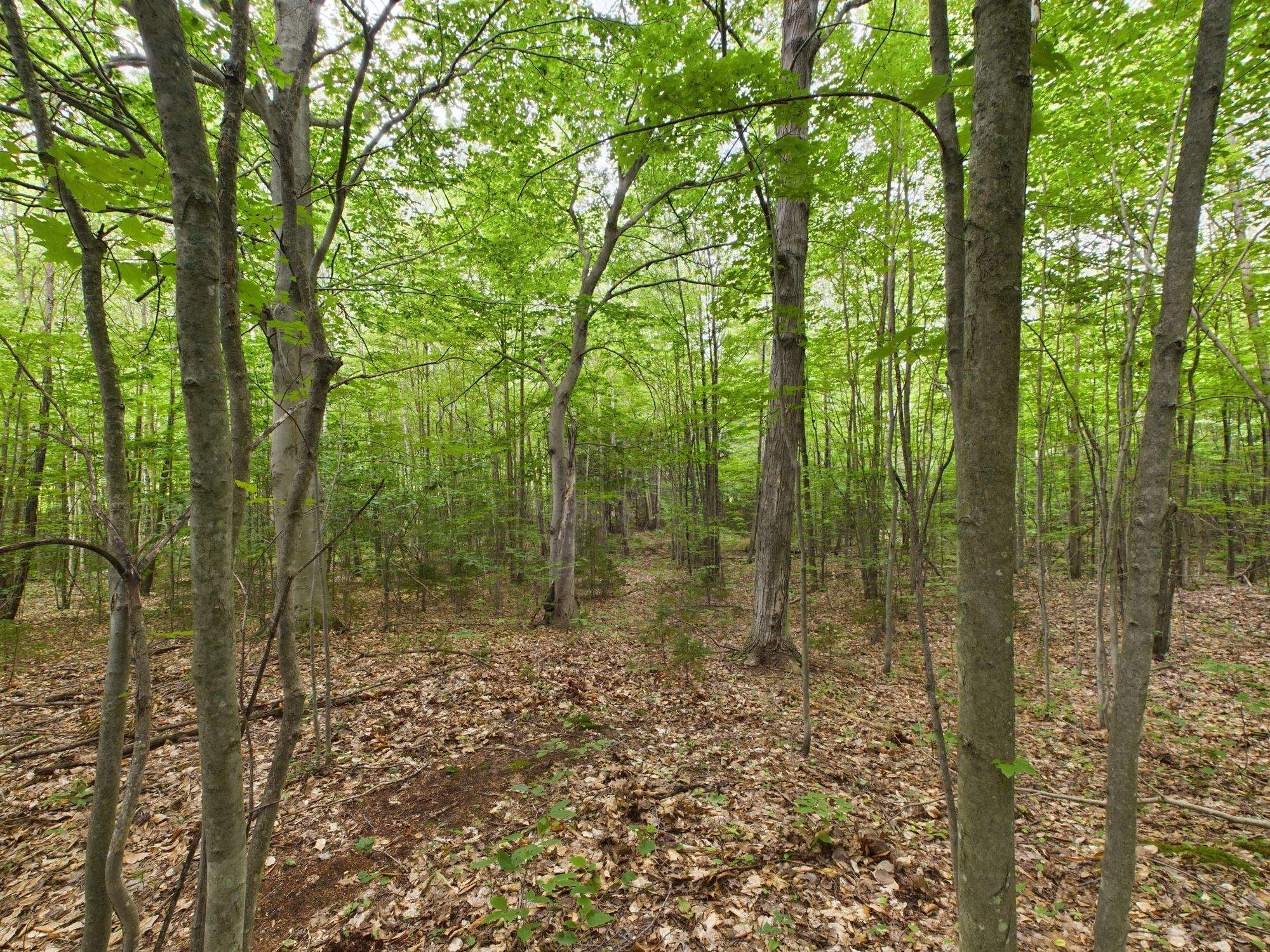 0 North Reynolds Road Interlochen, MI 49643 - Photo 7 of 22