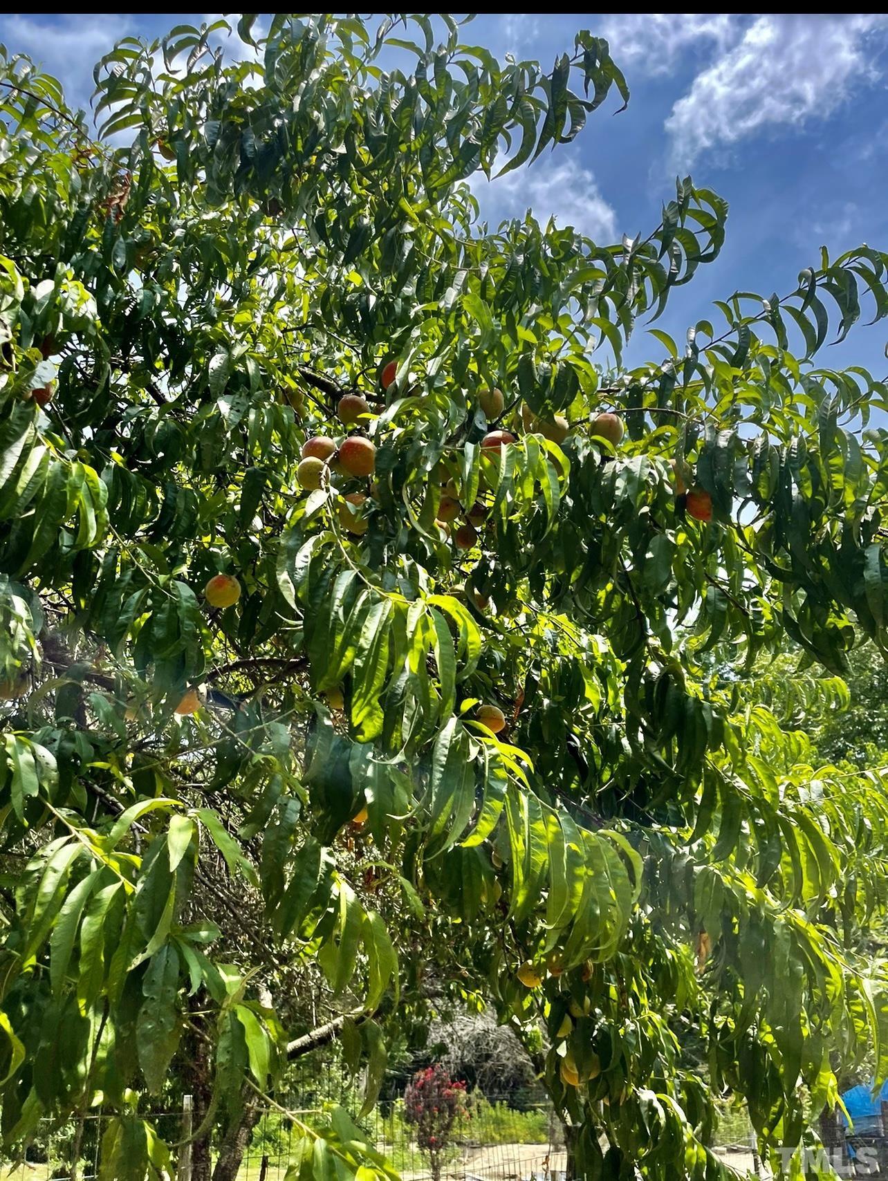 308 Parham Road Henderson, NC 27536 - Photo 27 of 27 a view of a plant