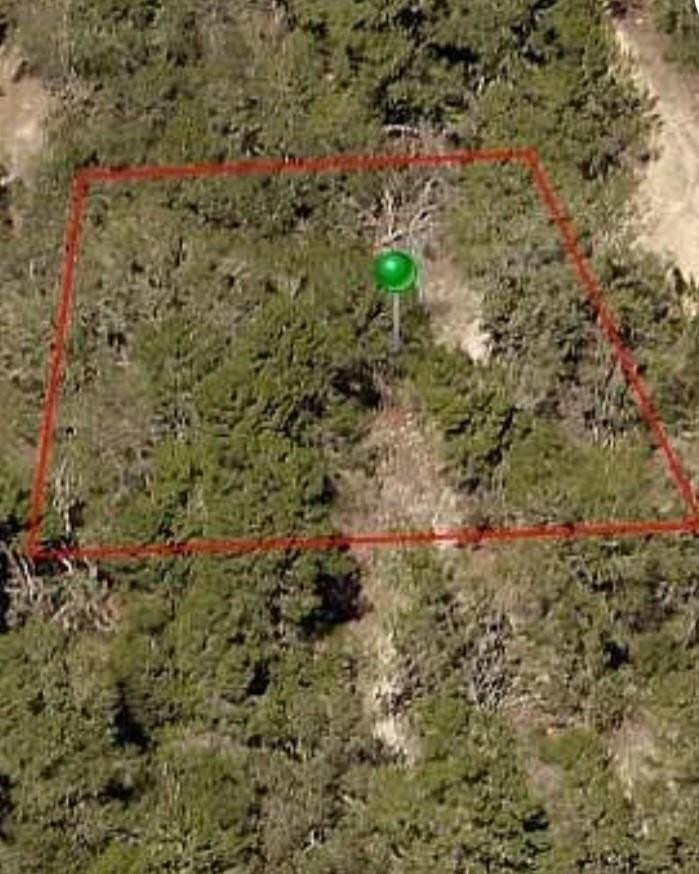 107 Cristy Avenue Inverness, FL 34452 - Photo 1 of 3 a close up of a plant