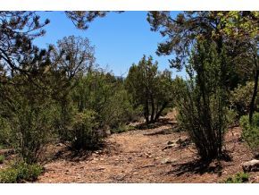 2162 Forest Mountain Road Prescott, AZ 86303 - Photo 8 of 21 Additional Photo