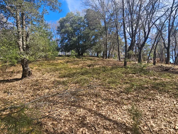 a view of outdoor space with trees all around