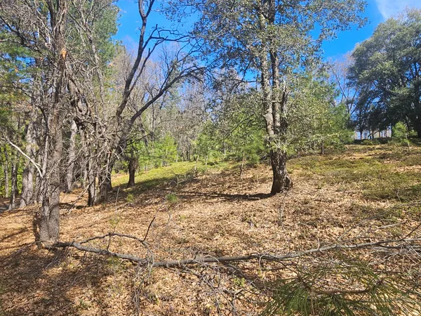a view of a forest with a tree