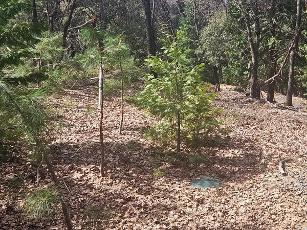 a view of a yard with a tree
