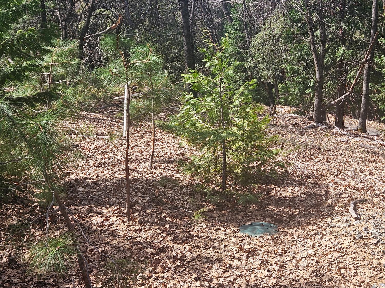 23470 Pack Trail Road Sonora, CA 95370 - Photo 7 of 13 Septic lid on lot 12, which will convey with lot 19.