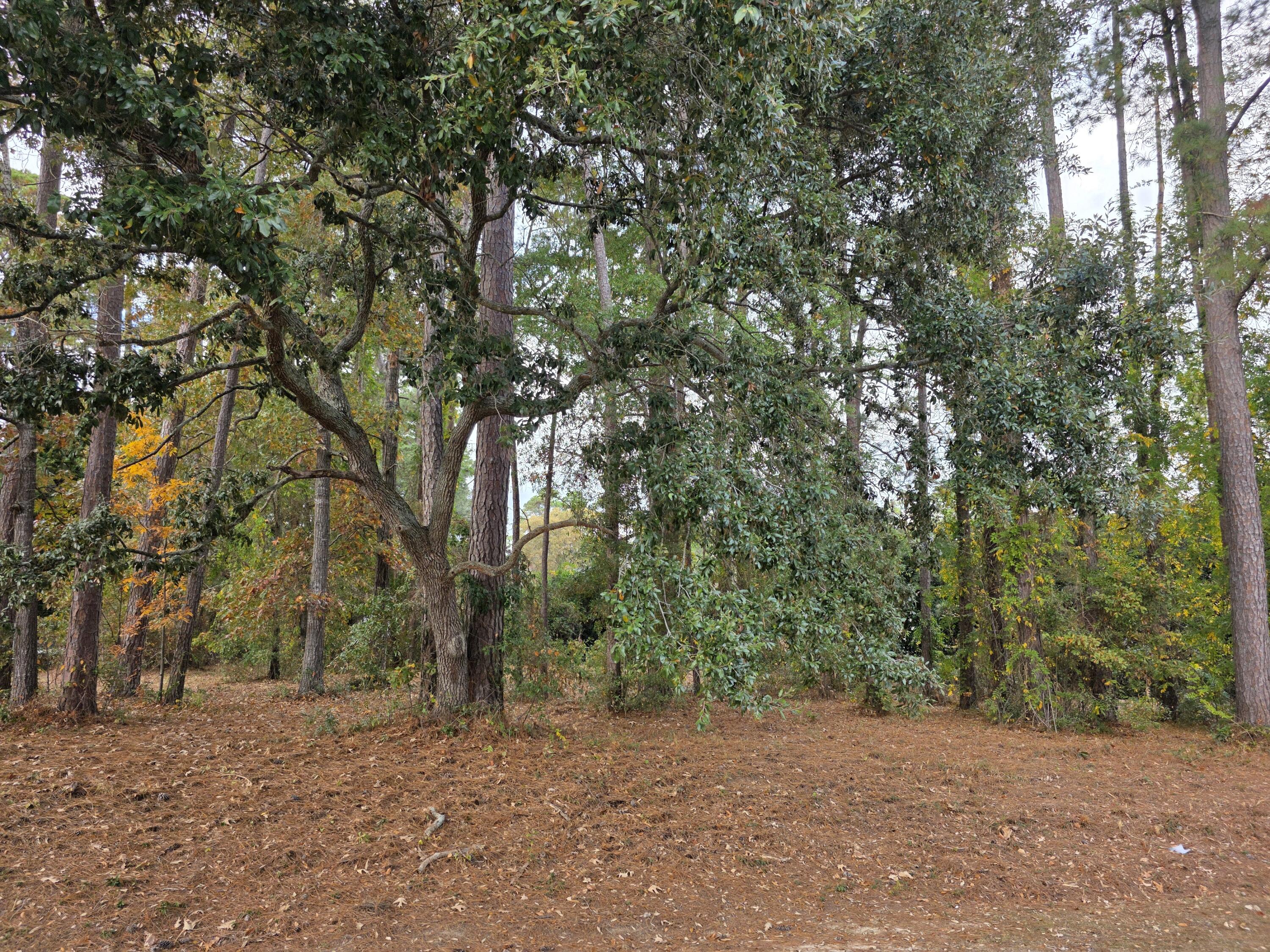 Undisclosed Address Santee, SC 29142 - Photo 10 of 61 20251125_135941