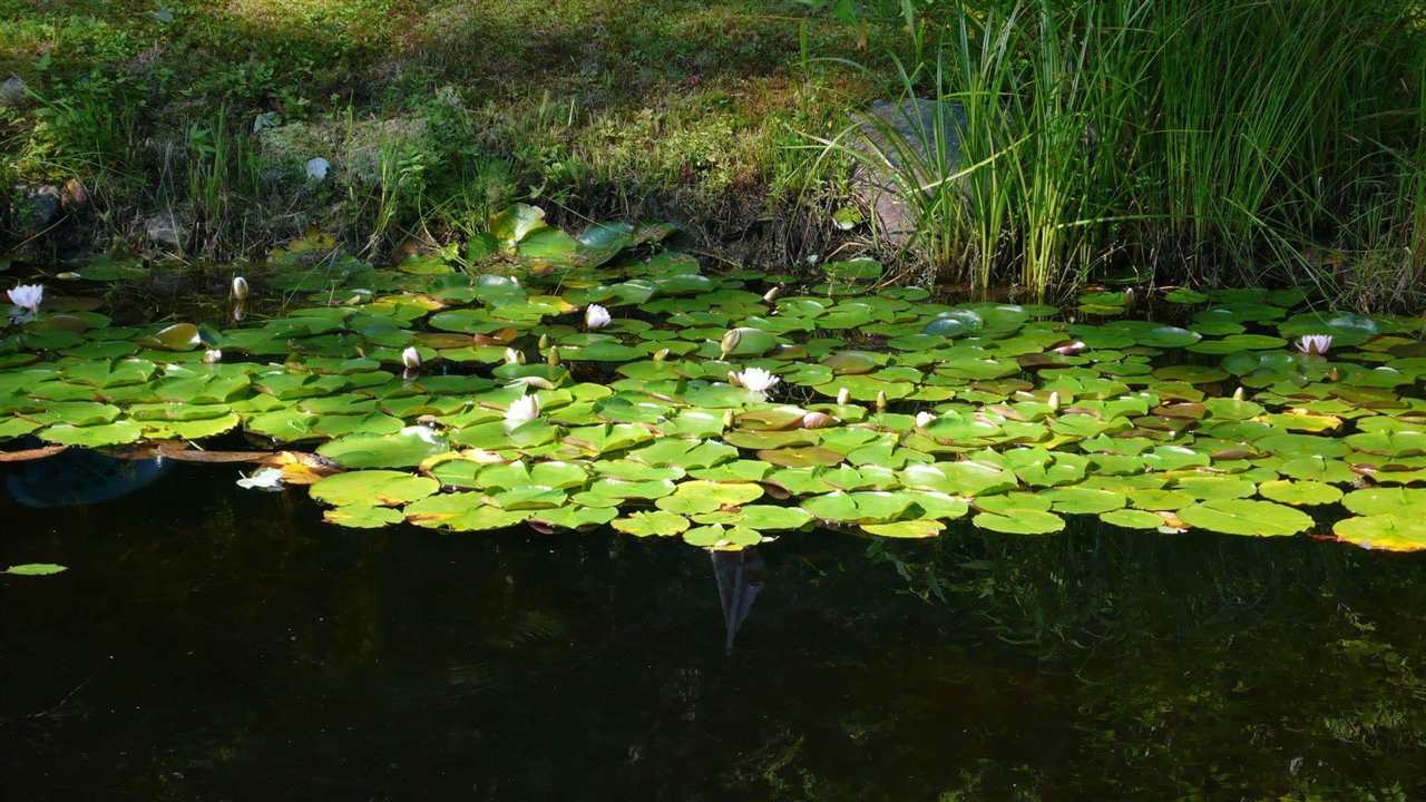 47 Puckerbrush Road Campton, NH 03223 - Photo 29 of 31