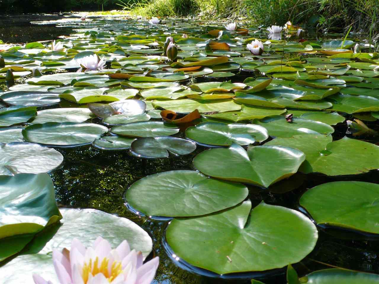 47 Puckerbrush Road Campton, NH 03223 - Photo 31 of 31